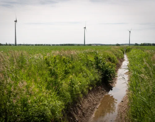 Bande riveraine zone agricole