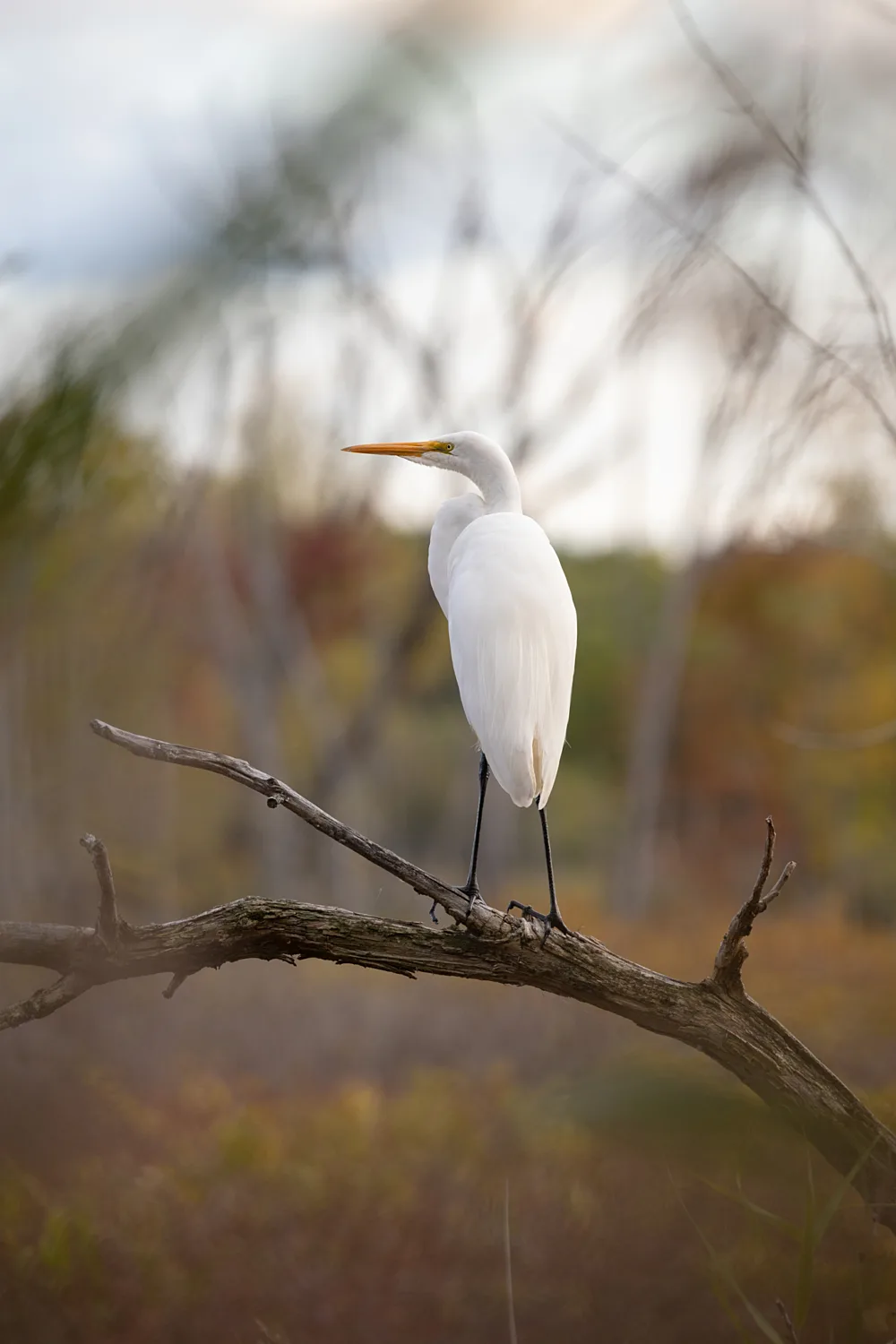 Grande aigrette William Botka