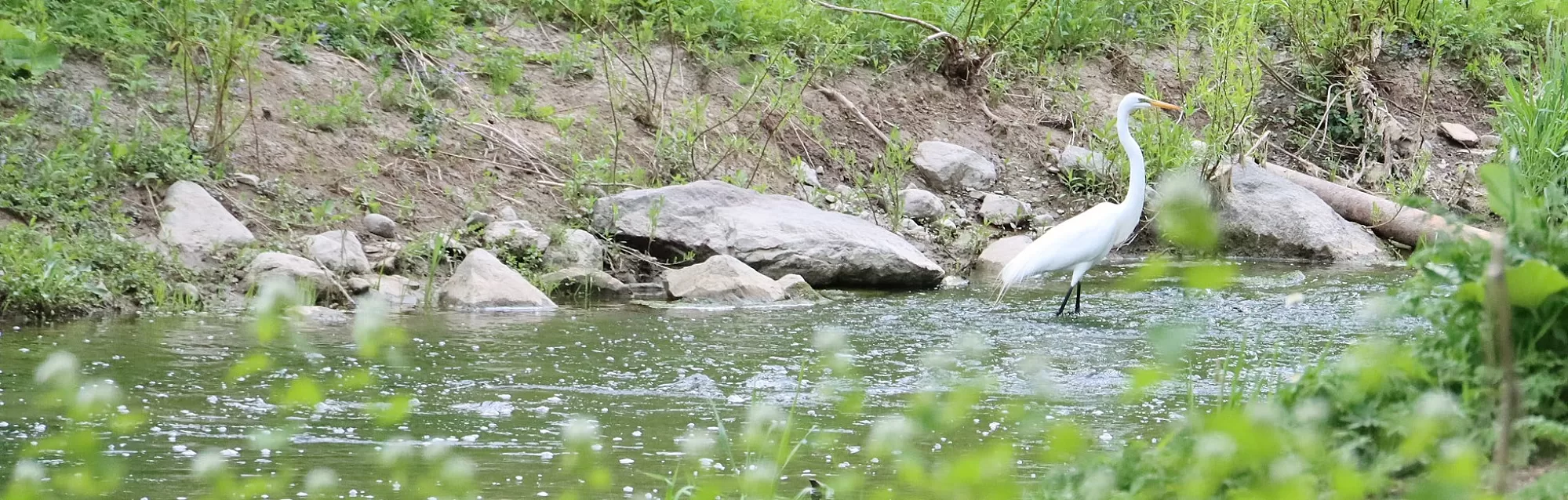 Cours deau riviere Saint Jacques