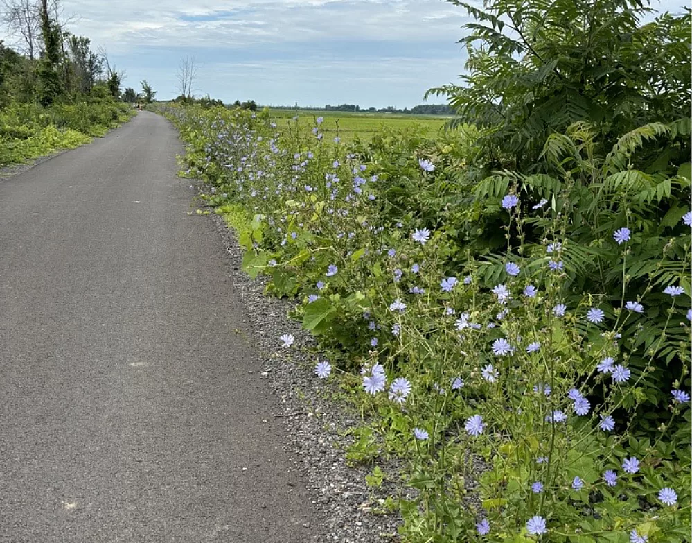 Route verte nature