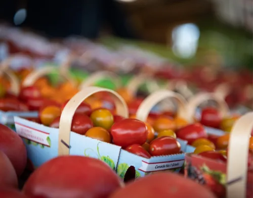 Tomates legumes Fous du Rou